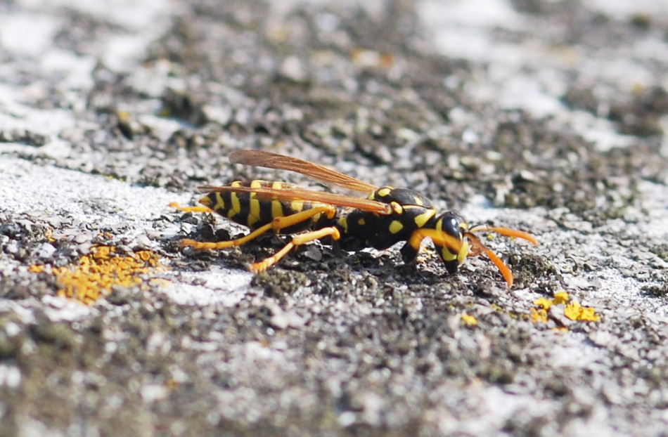 Polistes sp.